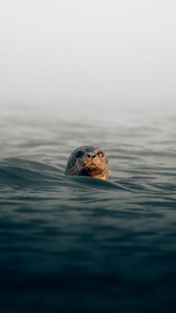 seal, sea, water Wallpaper 1080x1920