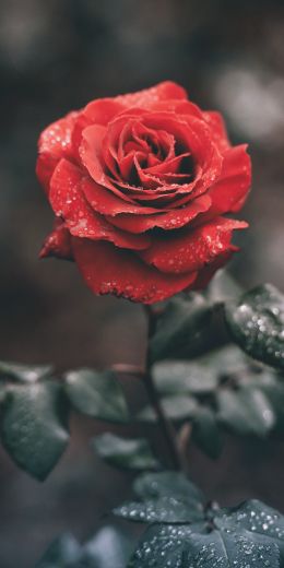 red rose, rose Wallpaper 720x1440