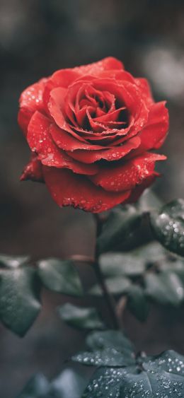 red rose, rose Wallpaper 1080x2340
