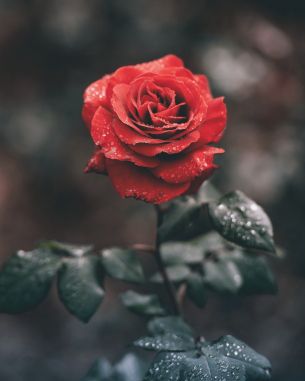 Обои 4298x5372 красная роза, роза