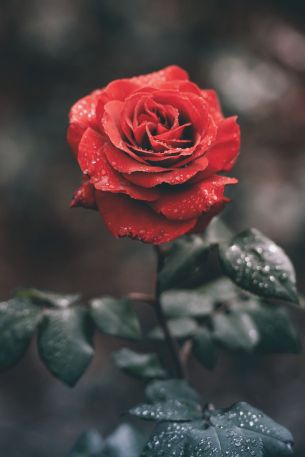 red rose, rose Wallpaper 640x960