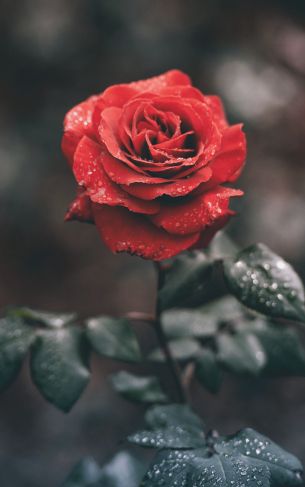 red rose, rose Wallpaper 1752x2800