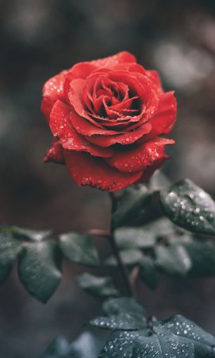 red rose, rose Wallpaper 1200x2000