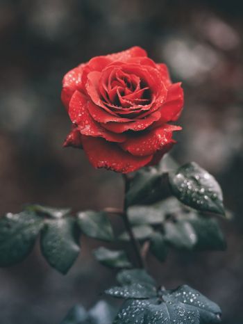 red rose, rose Wallpaper 2048x2732