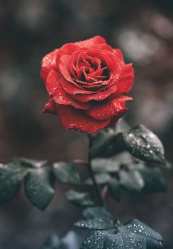 red rose, rose Wallpaper 1668x2388