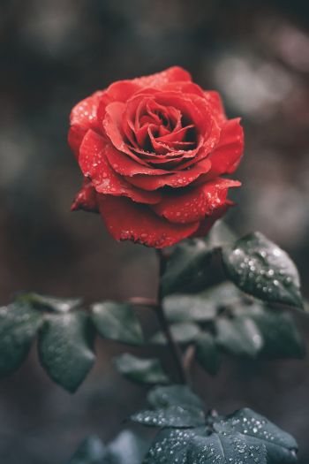 red rose, rose Wallpaper 640x960