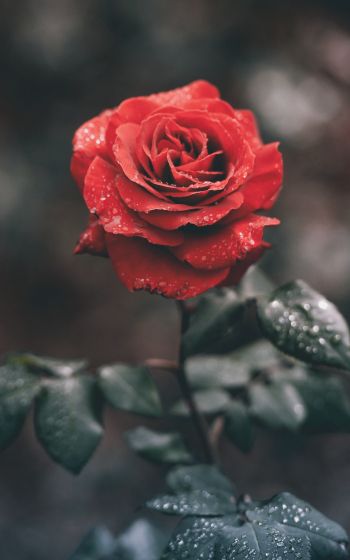red rose, rose Wallpaper 1600x2560
