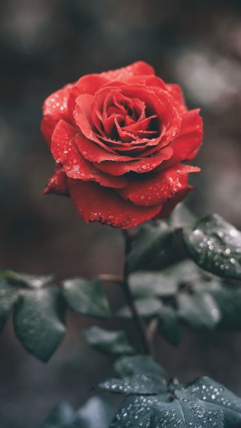 Обои 640x1136 красная роза, роза