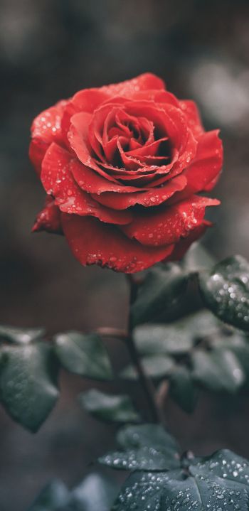 Обои 1080x2220 красная роза, роза
