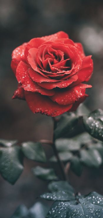 Обои 1080x2280 красная роза, роза