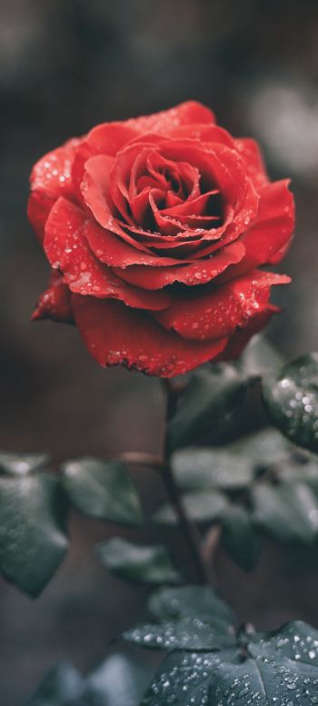 red rose, rose Wallpaper 1440x3200