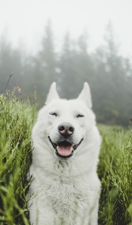 dog, smile, grass Wallpaper 3196x5433