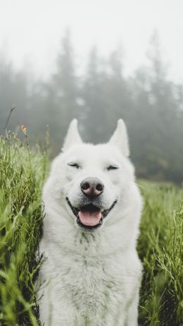 dog, smile, grass Wallpaper 720x1280