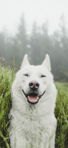 dog, smile, grass Wallpaper 1170x2532