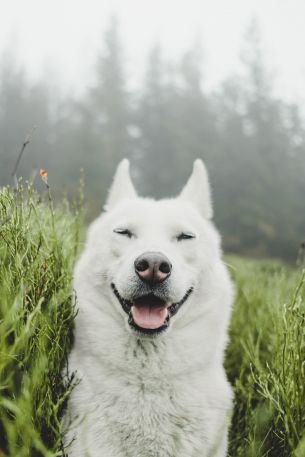 dog, smile, grass Wallpaper 640x960