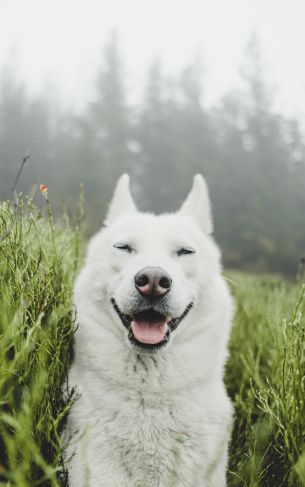 dog, smile, grass Wallpaper 1752x2800