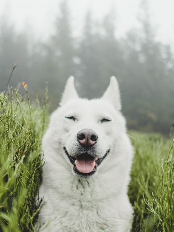 dog, smile, grass Wallpaper 1668x2224