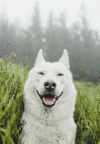 dog, smile, grass Wallpaper 1668x2388