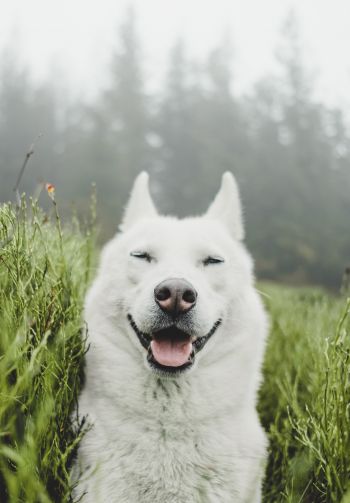 dog, smile, grass Wallpaper 1640x2360