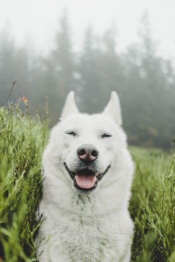 Обои 640x960 собака, улыбка, трава