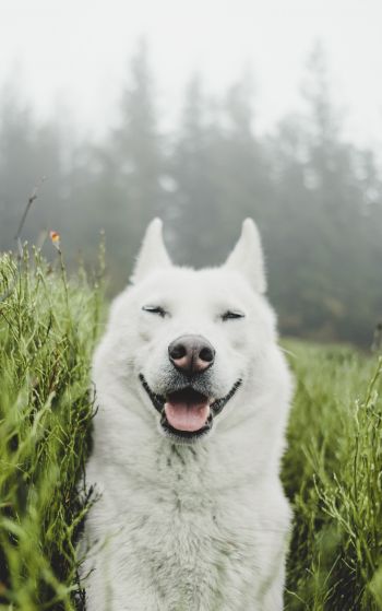 dog, smile, grass Wallpaper 1752x2800