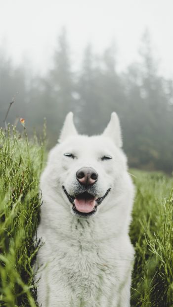 Обои 640x1136 собака, улыбка, трава