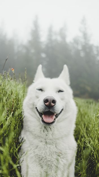 Обои 1440x2560 собака, улыбка, трава