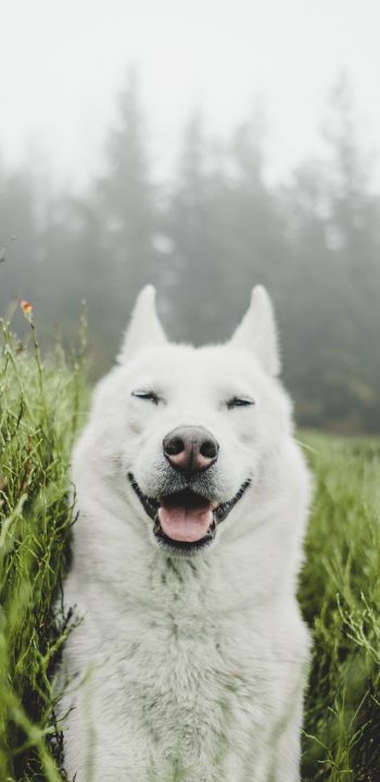 Обои 1080x2220 собака, улыбка, трава