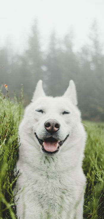 dog, smile, grass Wallpaper 1080x2280