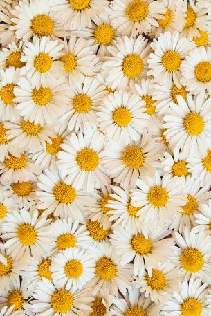 daisies, bloom, petals Wallpaper 3057x4586