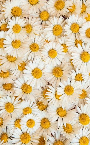 daisies, bloom, petals Wallpaper 1752x2800
