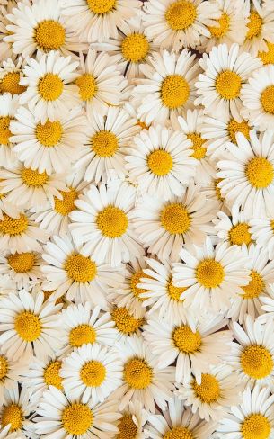 daisies, bloom, petals Wallpaper 800x1280