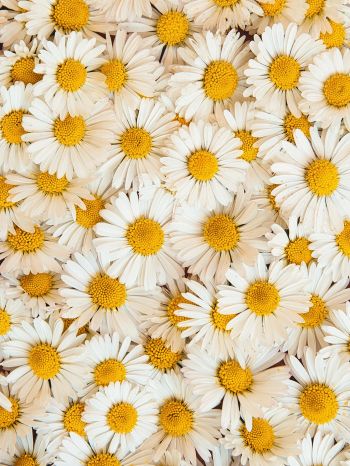 daisies, bloom, petals Wallpaper 1620x2160
