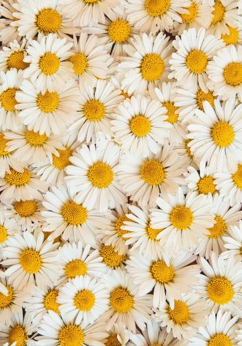 daisies, bloom, petals Wallpaper 1668x2388