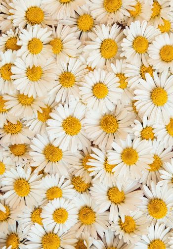 daisies, bloom, petals Wallpaper 1640x2360