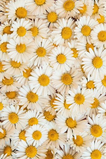 daisies, bloom, petals Wallpaper 640x960