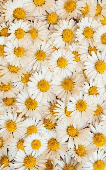 daisies, bloom, petals Wallpaper 1200x1920