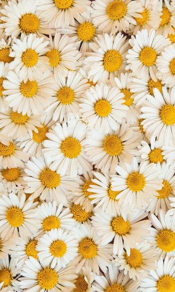 daisies, bloom, petals Wallpaper 1200x2000