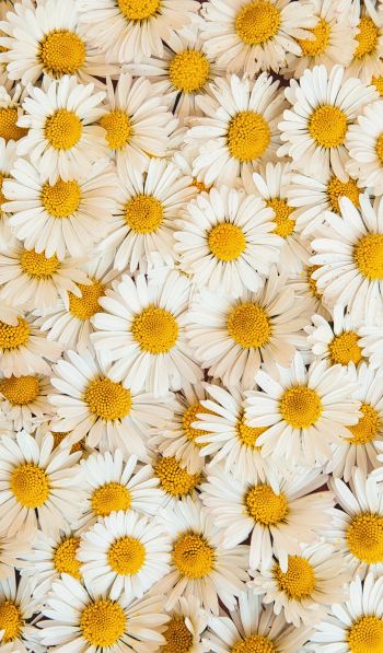 daisies, bloom, petals Wallpaper 600x1024