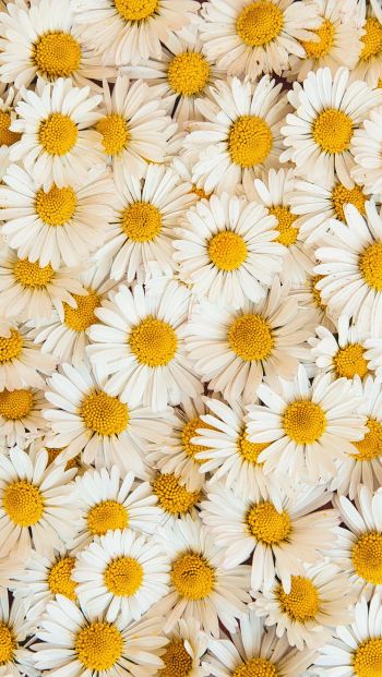 daisies, bloom, petals Wallpaper 640x1136