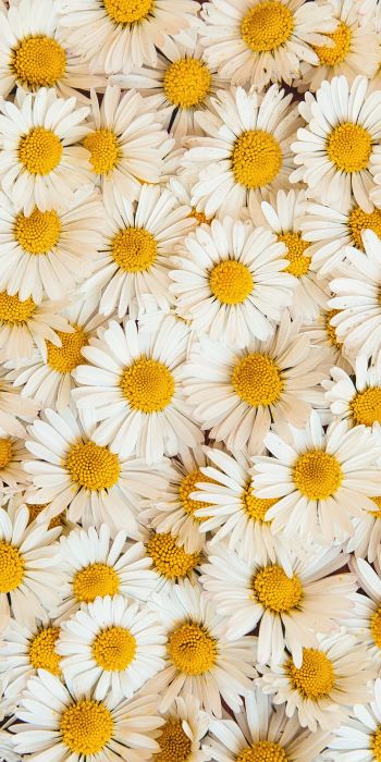 daisies, bloom, petals Wallpaper 720x1440