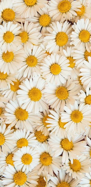 daisies, bloom, petals Wallpaper 1080x2220