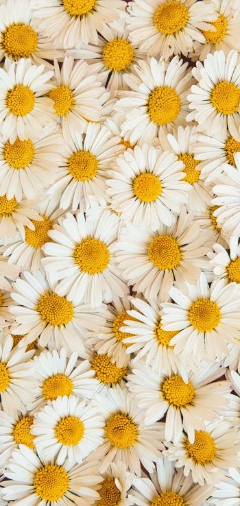 daisies, bloom, petals Wallpaper 1080x2280