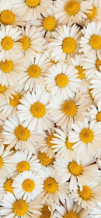 daisies, bloom, petals Wallpaper 1242x2688