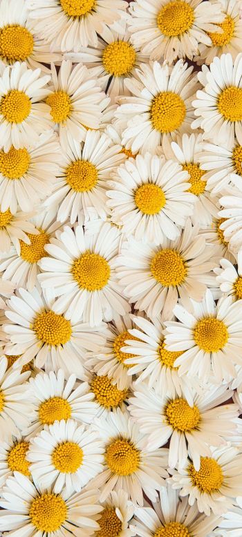 daisies, bloom, petals Wallpaper 720x1600
