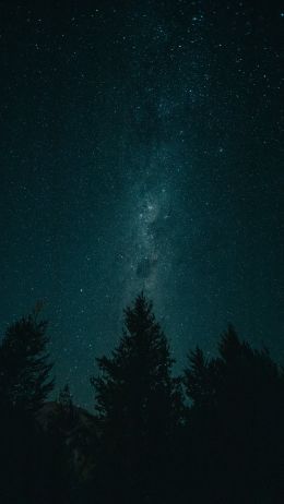 Обои 1440x2560 ночь, звездное небо, лес