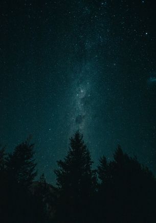 night, starry sky, forest Wallpaper 1668x2388