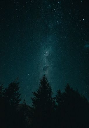 night, starry sky, forest Wallpaper 1640x2360