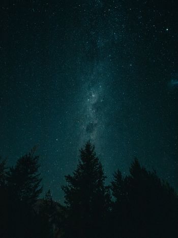 night, starry sky, forest Wallpaper 1536x2048