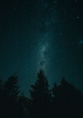 Обои 1668x2388 ночь, звездное небо, лес